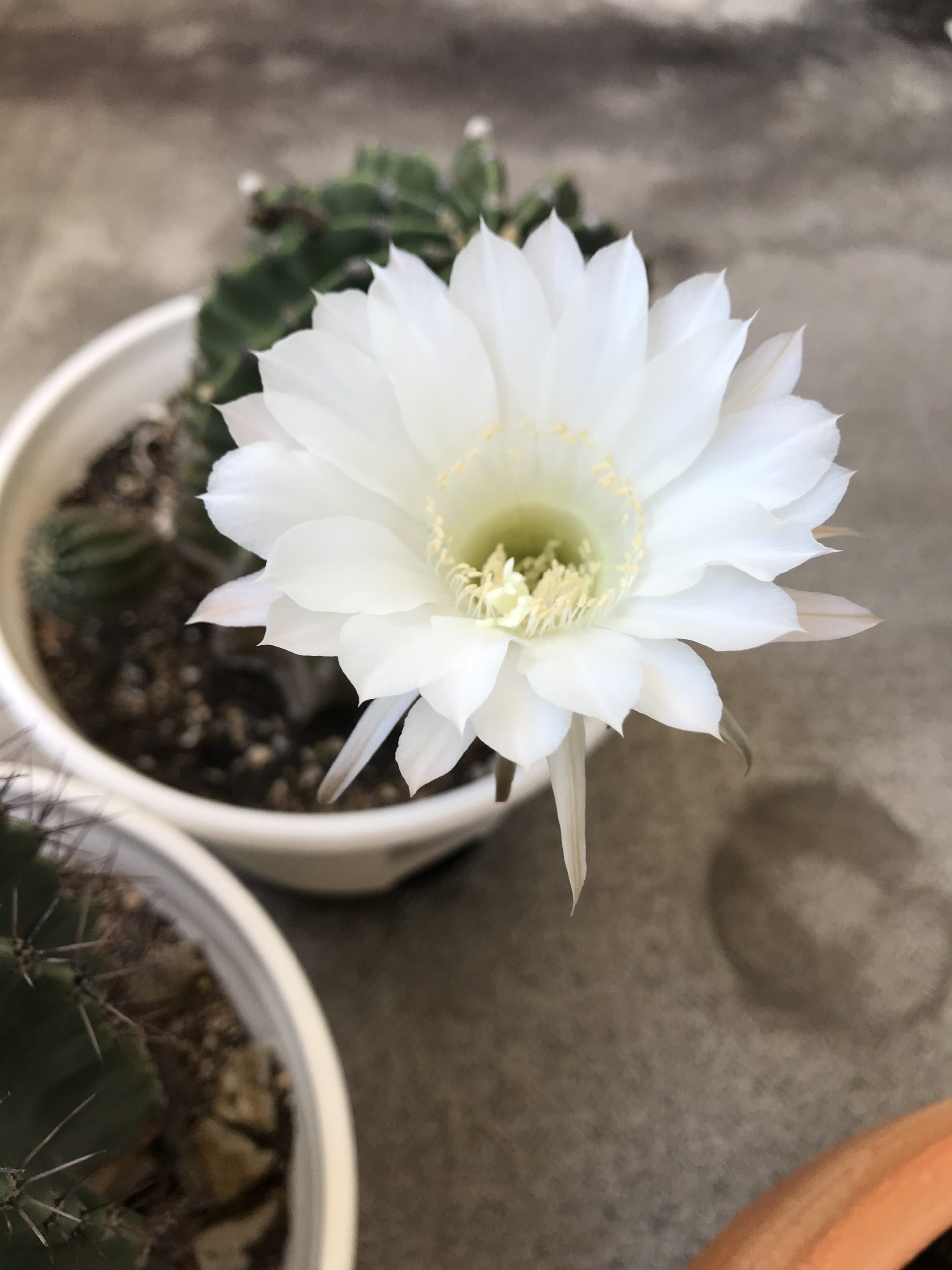 white_cactus_flower